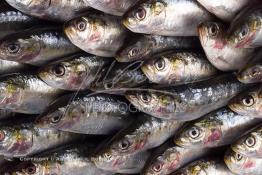 Image du Maroc Professionnelle de  Arrivée des sardines fraiches dans une conserverie à Agadir, ville située au sud du Maroc, Vendredi 23 Août 2002. (Photo / Abdeljalil Bounhar) 